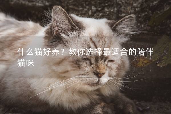 什么貓好養？教你選擇最適合的陪伴貓咪