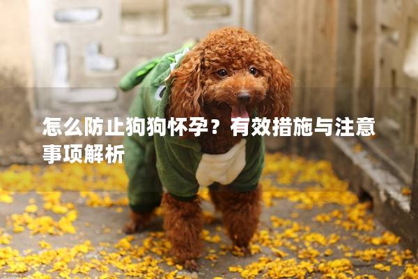 怎么防止狗狗懷孕？有效措施與注意事項解析