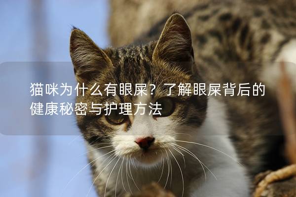 貓咪為什么有眼屎？了解眼屎背后的健康秘密與護理方法