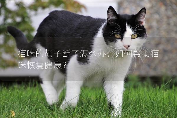 貓咪的胡子斷了怎么辦，如何幫助貓咪恢復健康？