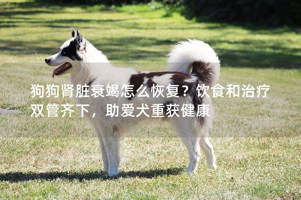 狗狗腎臟衰竭怎么恢復(fù)？飲食和治療雙管齊下，助愛犬重獲健康