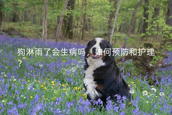 狗淋雨了會生病嗎，如何預防和護理？