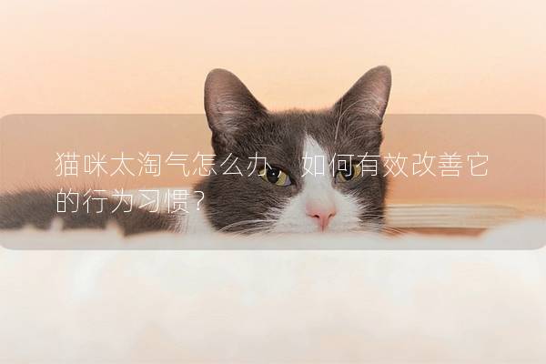 貓咪太淘氣怎么辦，如何有效改善它的行為習慣？