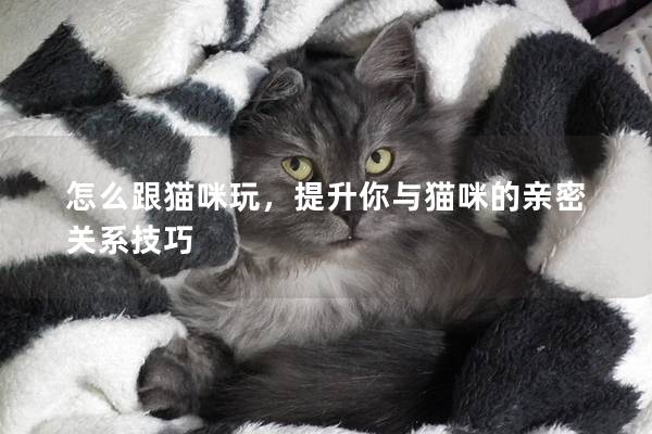 怎么跟貓咪玩，提升你與貓咪的親密關系技巧