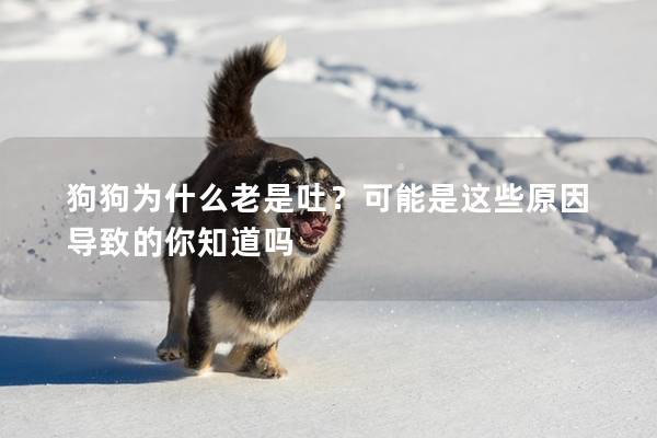 狗狗為什么老是吐？可能是這些原因導致的你知道嗎