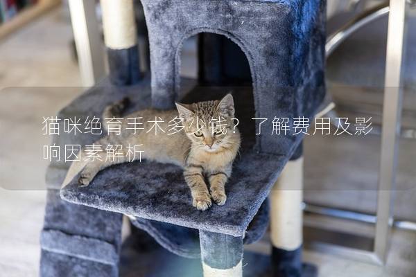 貓咪絕育手術(shù)多少錢？了解費用及影響因素解析