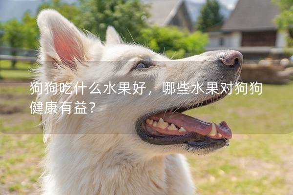 狗狗吃什么水果好，哪些水果對(duì)狗狗健康有益？