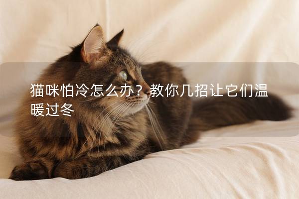 貓咪怕冷怎么辦？教你幾招讓它們溫暖過冬