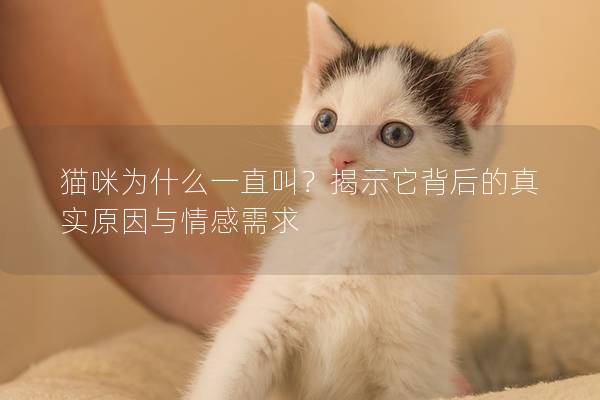 貓咪為什么一直叫？揭示它背后的真實原因與情感需求