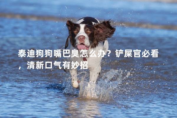 泰迪狗狗嘴巴臭怎么辦？鏟屎官必看，清新口氣有妙招