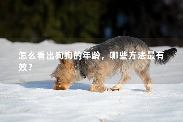 怎么看出狗狗的年齡，哪些方法最有效？
