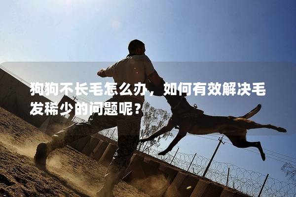 狗狗不長(zhǎng)毛怎么辦，如何有效解決毛發(fā)稀少的問(wèn)題呢？