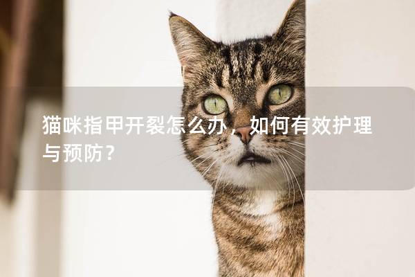 貓咪指甲開裂怎么辦，如何有效護(hù)理與預(yù)防？