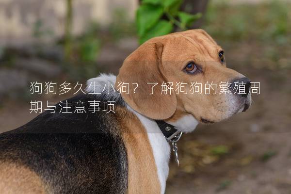 狗狗多久生小狗？了解狗狗的繁殖周期與注意事項