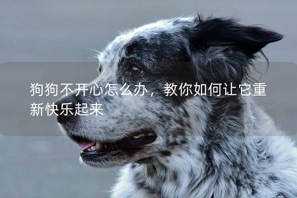 狗狗不開心怎么辦，教你如何讓它重新快樂起來