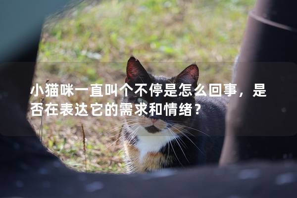 小貓咪一直叫個不停是怎么回事，是否在表達它的需求和情緒？