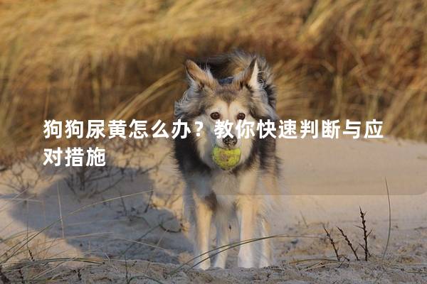 狗狗尿黃怎么辦？教你快速判斷與應(yīng)對措施