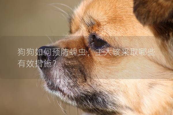 狗狗如何預防蜱蟲，主人該采取哪些有效措施？