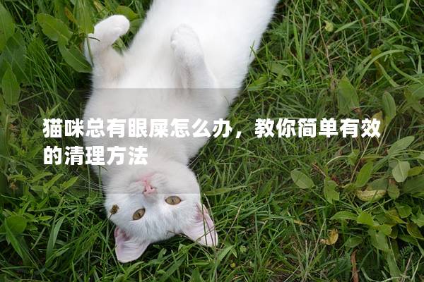 貓咪總有眼屎怎么辦，教你簡單有效的清理方法