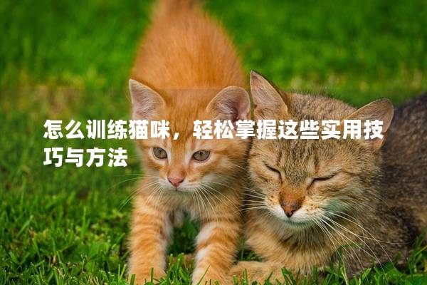 怎么訓(xùn)練貓咪，輕松掌握這些實(shí)用技巧與方法
