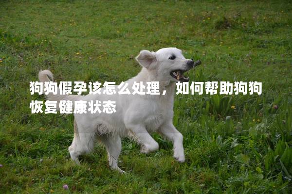 狗狗假孕該怎么處理，如何幫助狗狗恢復健康狀態