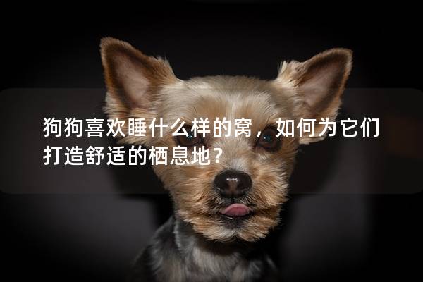 狗狗喜歡睡什么樣的窩，如何為它們打造舒適的棲息地？