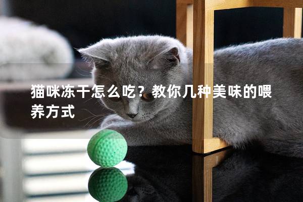 貓咪凍干怎么吃？教你幾種美味的喂養方式