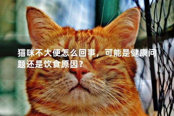 貓咪不大便怎么回事，可能是健康問題還是飲食原因？