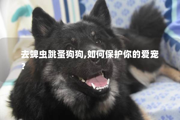 去蜱蟲跳蚤狗狗,如何保護你的愛寵？