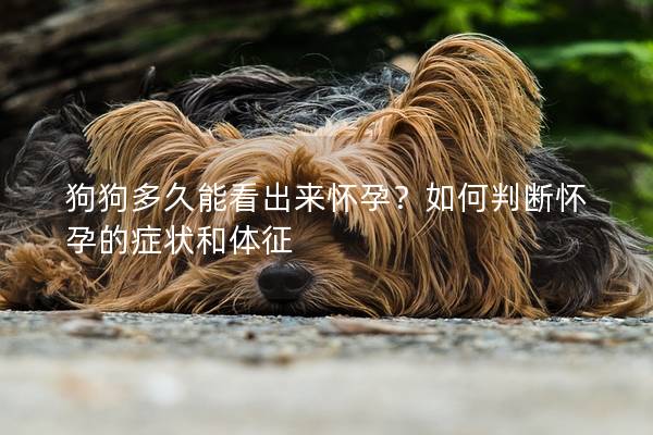 狗狗多久能看出來懷孕？如何判斷懷孕的癥狀和體征