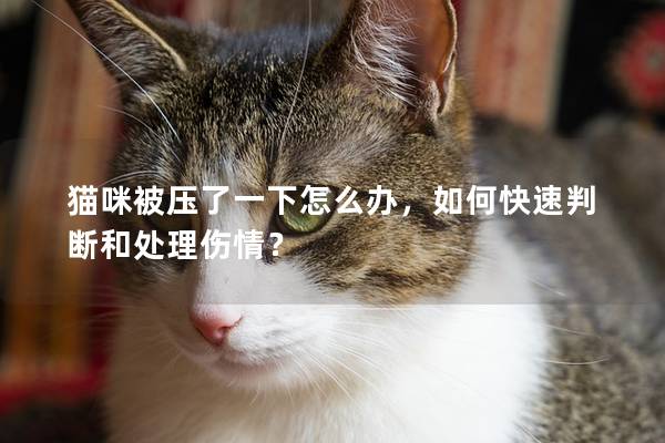 貓咪被壓了一下怎么辦，如何快速判斷和處理傷情？