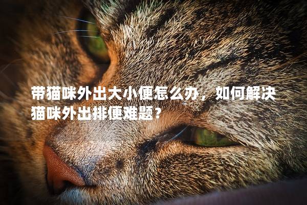 帶貓咪外出大小便怎么辦，如何解決貓咪外出排便難題？