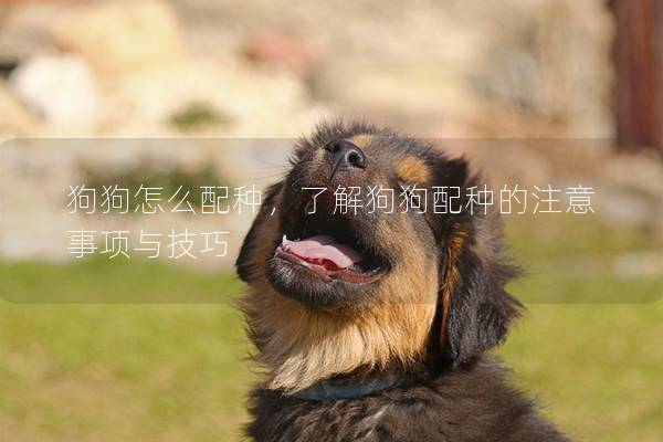 狗狗怎么配種，了解狗狗配種的注意事項與技巧