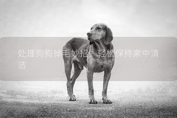 處理狗狗掉毛妙招,輕松保持家中清潔 處理狗狗掉毛妙招,輕松保持家中清潔