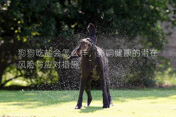狗狗吃鹽會怎么樣，影響健康的潛在風險與應對措施