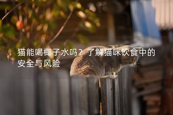 貓能喝椰子水嗎？了解貓咪飲食中的安全與風(fēng)險