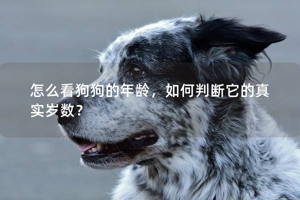 怎么看狗狗的年齡，如何判斷它的真實歲數？