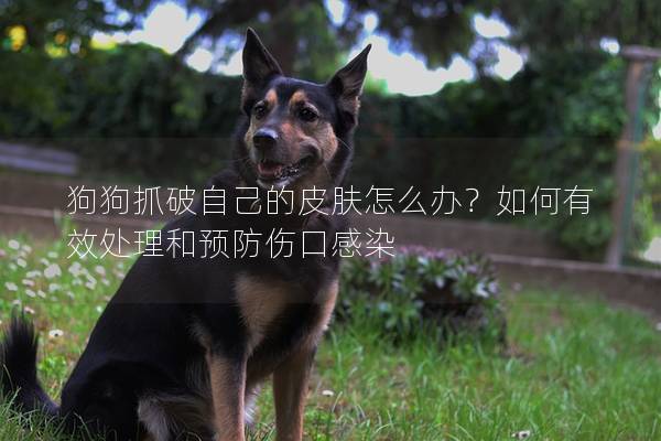 狗狗抓破自己的皮膚怎么辦？如何有效處理和預防傷口感染