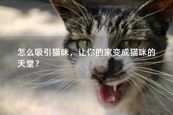 怎么吸引貓咪，讓你的家變成貓咪的天堂？