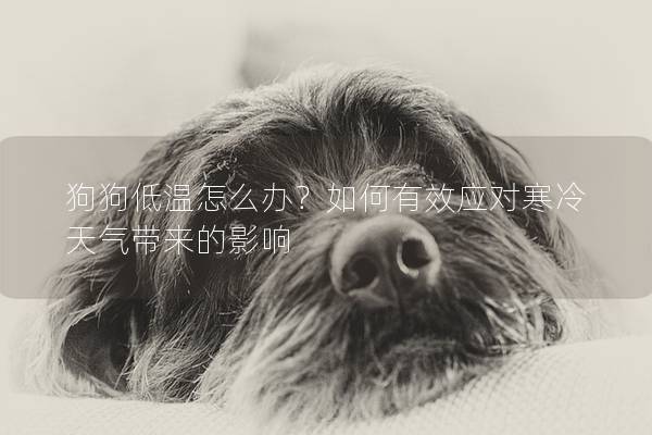狗狗低溫怎么辦?如何有效應對寒冷天氣帶來的影響 狗狗低溫怎么辦?如何有效應對寒冷天氣帶來的影響