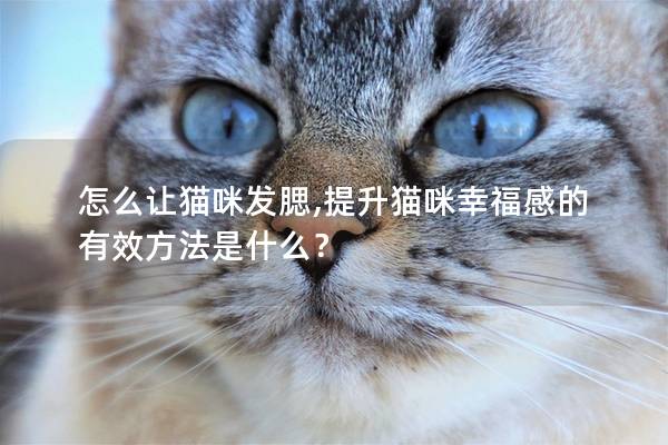 怎么讓貓咪發腮,提升貓咪幸福感的有效方法是什么？