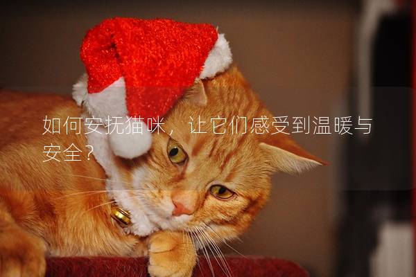 如何安撫貓咪，讓它們感受到溫暖與安全？