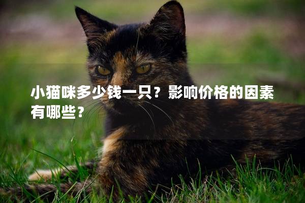 小貓咪多少錢一只？影響價格的因素有哪些？
