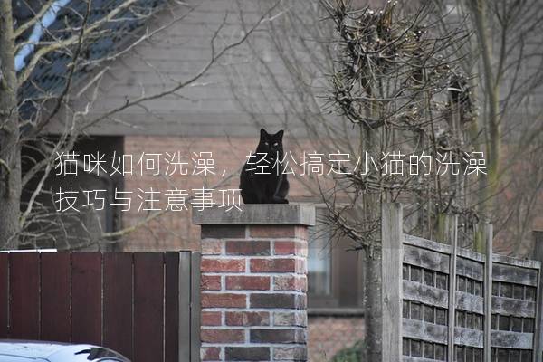 貓咪如何洗澡，輕松搞定小貓的洗澡技巧與注意事項