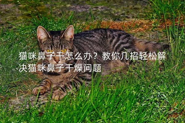 貓咪鼻子干怎么辦？教你幾招輕松解決貓咪鼻子干燥問題