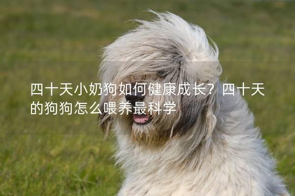 四十天小奶狗如何健康成長？四十天的狗狗怎么喂養最科學