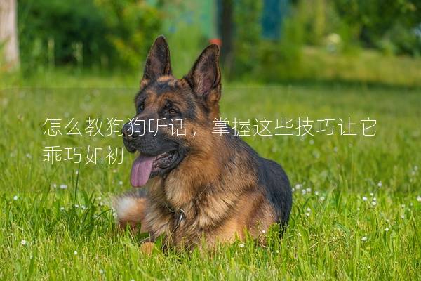 怎么教狗狗聽話，掌握這些技巧讓它乖巧如初