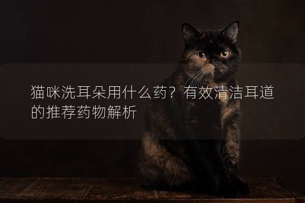 貓咪洗耳朵用什么藥？有效清潔耳道的推薦藥物解析