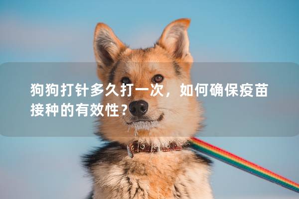 狗狗打針多久打一次,如何確保疫苗接種的有效性? 狗狗打針多久打一次,如何確保疫苗接種的有效性?
