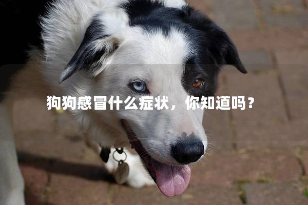 狗狗感冒什么癥狀，你知道嗎？